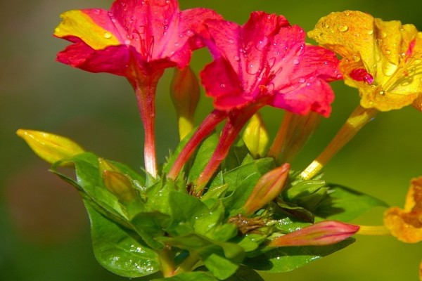 Mirabilis jalapa rojas y amarillas con gotitas de rocío