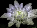 Flor blanca con gotas de agua sobre un fondo negro