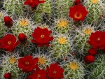 Flores de cactus color rojo