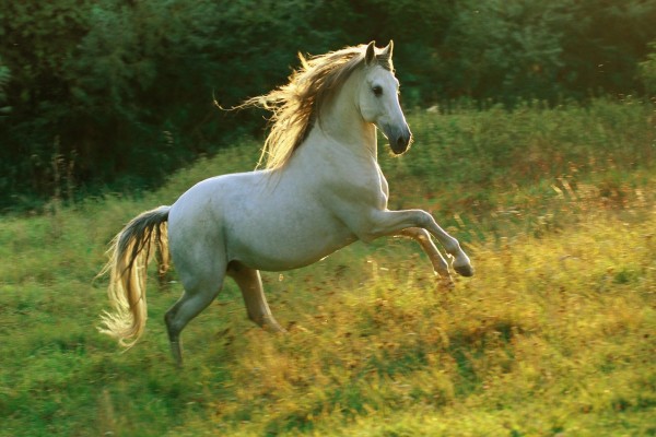 Hermoso caballo blanco sobre la hierba