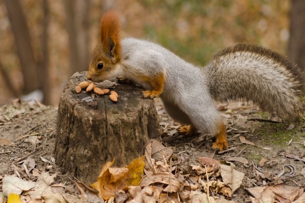 Ardilla comiendo almendras