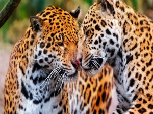 Postal: Pareja de leopardos