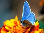 Mariposa azul sobre una flor naranja