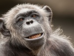 Cara de un chimpancé