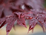 Gotas de agua en unas hojas de arce después de la lluvia