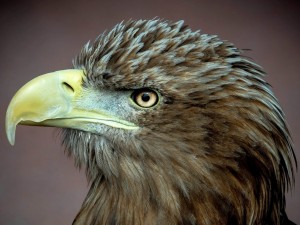 Postal: Perfil de un águila