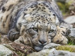 Leopardo de las nieves recostado sobre una rocas