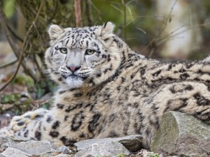 Postal: Un leopardo de las nieves muy atento