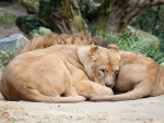 Unos leones descansando