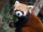 Panda rojo entre unas ramas
