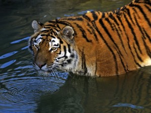 Postal: Tigre dentro del agua