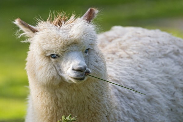 Alpaca con una brizna de hierba en la boca