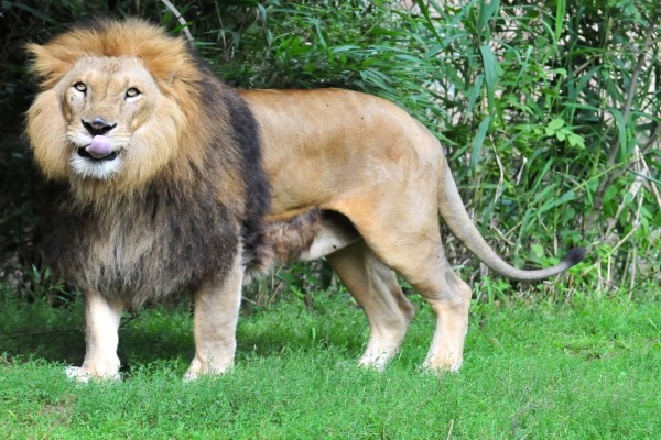 León sacando la lengua