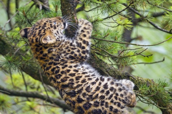 Un joven leopardo tratando de trepar por las ramas de un pino