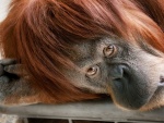 Un orangután mirándote