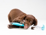 Bello perrito jugando con un cepillo