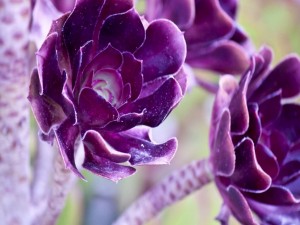 Espléndidas flores con pétalos color púrpura