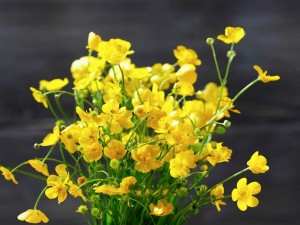 Postal: Ramillete de radiantes flores amarillas