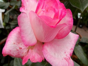 Una bella rosa con un bonito color