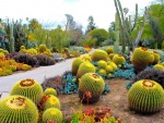 Cactus en un jardín botánico