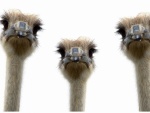Tres avestruz mirando con curiosidad a la cámara