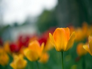 Tulipán amarillo en un campo de tulipanes