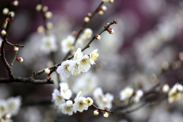 Florecillas blancas en las ramas de un árbol frutal
