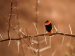 Pájaro naranja y negro posado en una rama con espinas