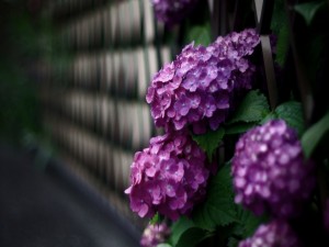 Postal: Hermosas hortensias de color violeta