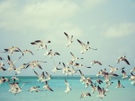 Grupo de aves marinas volando sobre el mar