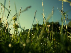 Postal: Hierba verde iluminada por el sol