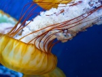 Resplandeciente medusa amarilla