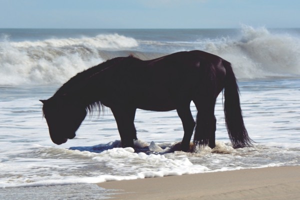 Un caballo tomando agua del mar