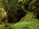 Escaleras en un bosque misterioso