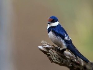 Postal: Un bonito pájaro azul y blanco