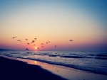 Aves volando en una playa al amanecer