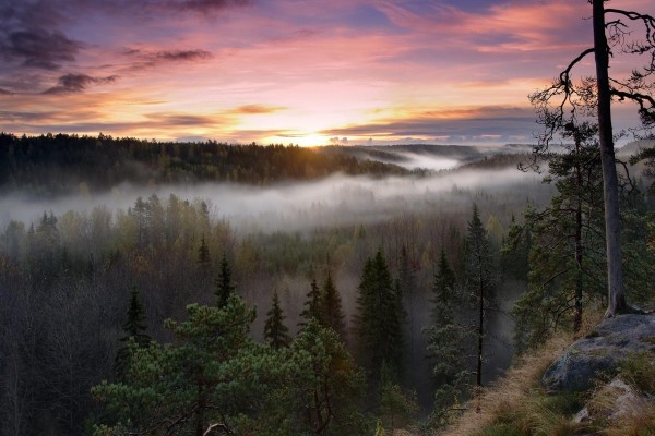 Bonito amanecer sobre un bosque