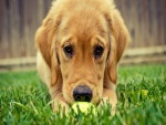 Perro jugando con una pelota sobre la hierba
