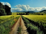 Camino entre campos de trigo