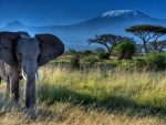 Elefante africano caminando en soledad