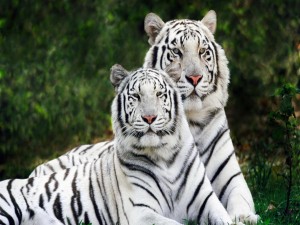 Postal: Dos hermosos tigres blancos