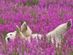 Oso polar tumbado en un campo de flores