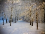 Nieve entre los árboles
