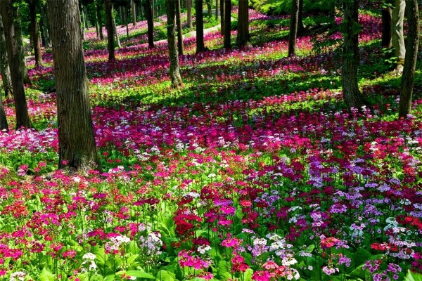 Alfombra de flores