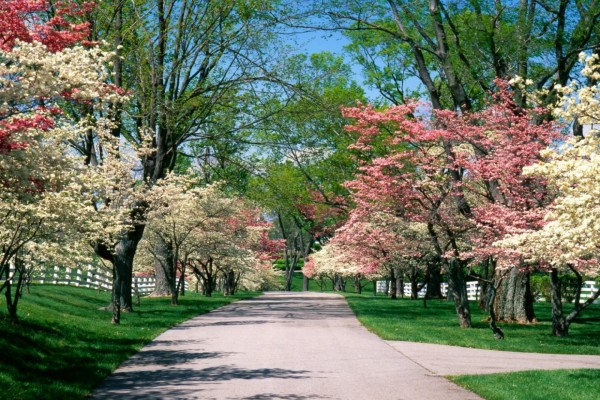 Primavera en el parque