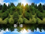 Dos cisnes en el lago