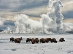 Búfalos pastando en una pradera cubierta de nieve (Parque Nacional de Yellowstone)