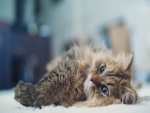 Un hermoso gato tumbado