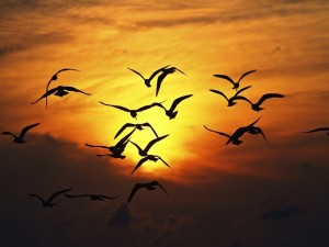 Postal: Aves volando al anochecer