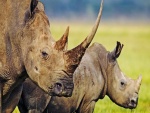 Dos grandes rinocerontes